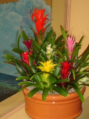 office-color-los-angeles-bromeliad-color-bowl-1
