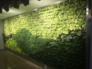 finished-living-wall-installation-los-angeles-final-1