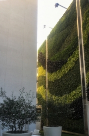 Living-Green-Wall-9255-Sunset-Blvd-Los-Angeles-10