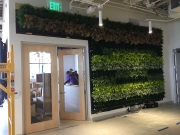 Living-Green-Wall-at-Launched-Los-Angeles-1