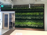 Living-Green-Wall-at-Launched-Los-Angeles-2