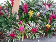 office-color-los-angeles-bromeliad-color-bowl-10