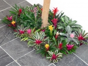 office-color-los-angeles-bromeliad-color-bowl-11