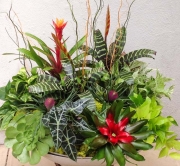 office-color-los-angeles-bromeliad-color-bowl-24