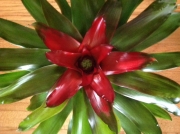 office-color-los-angeles-bromeliad-color-bowl-25