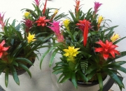 office-color-los-angeles-bromeliad-color-bowl-28