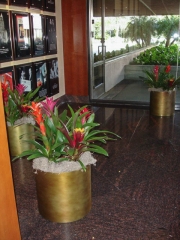 office-color-los-angeles-bromeliad-color-bowl-7