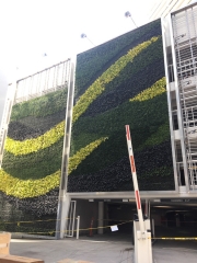 Living-Green-Wall-Installation-at-9255-Sunset-Blvd-Los-Angeles-2