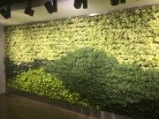 finished-living-wall-installation-los-angeles-final-3