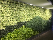 finished-living-wall-installation-los-angeles-final-5