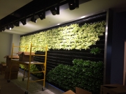 installation-interior-living-wall-los-angeles-16