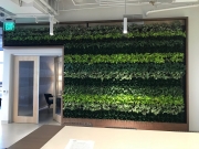Living-Green-Wall-at-Launched-Los-Angeles-2