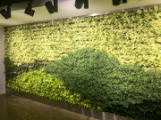 Living Wall Los Angeles, 5900 Wilshire Blvd-3
