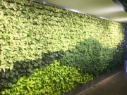 Living Wall Los Angeles, 5900 Wilshire Blvd-4